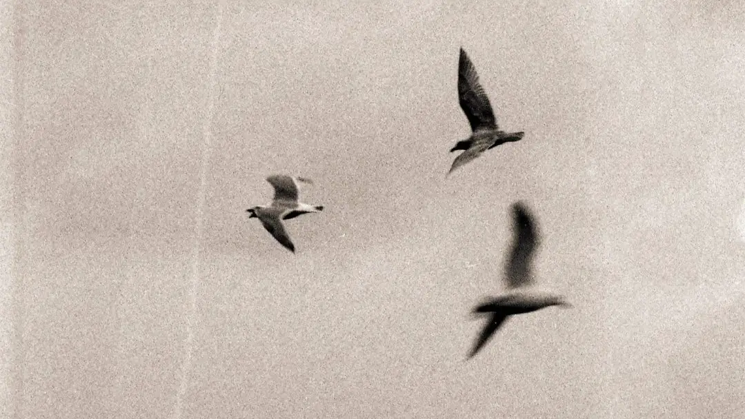 An film photograph of birds flying The negative had a major scratch on the left-hand side.