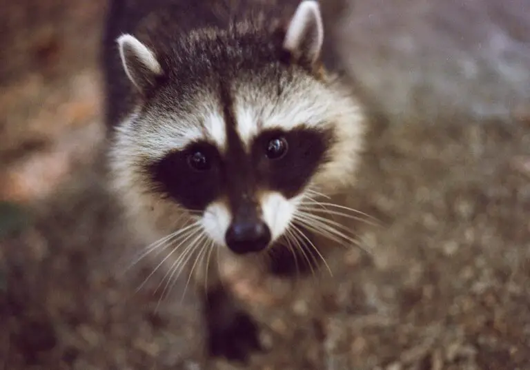 Film scan shootout DSLR vs. Epson V600 flatbed scanner Learn Film