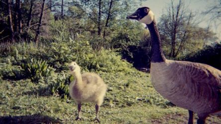 A photo of a goose and it's new baby Gosling