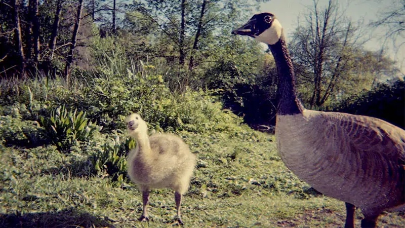 A photo of a goose and it's new baby Gosling