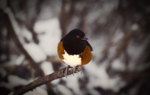 A spotted towhee on a branch