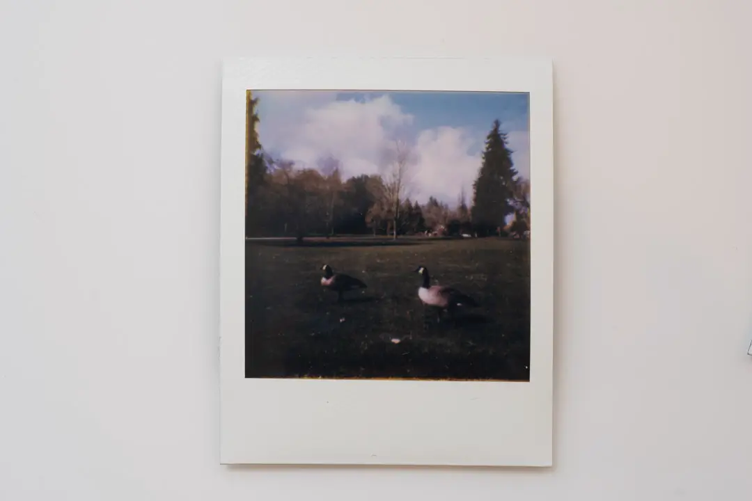Photographing wild geese with the Polaroid Go. 