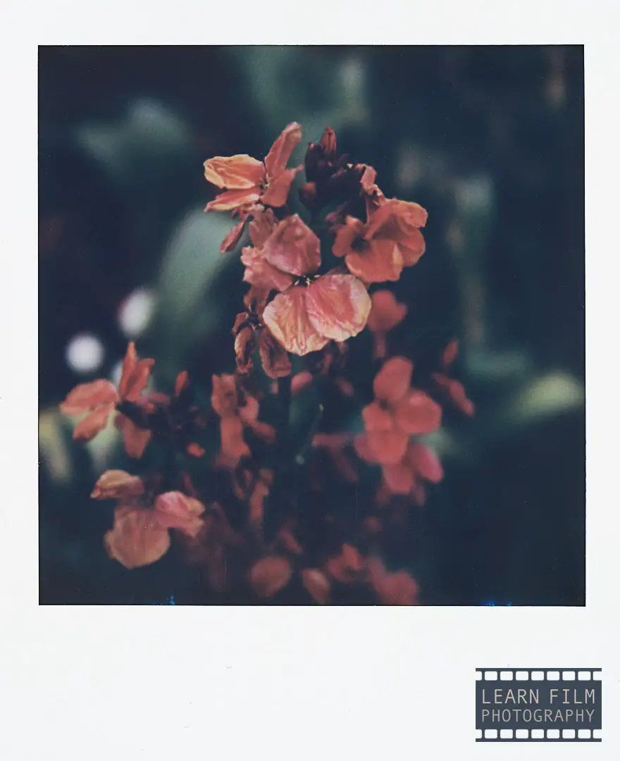A Polaroid image of a bright red flower