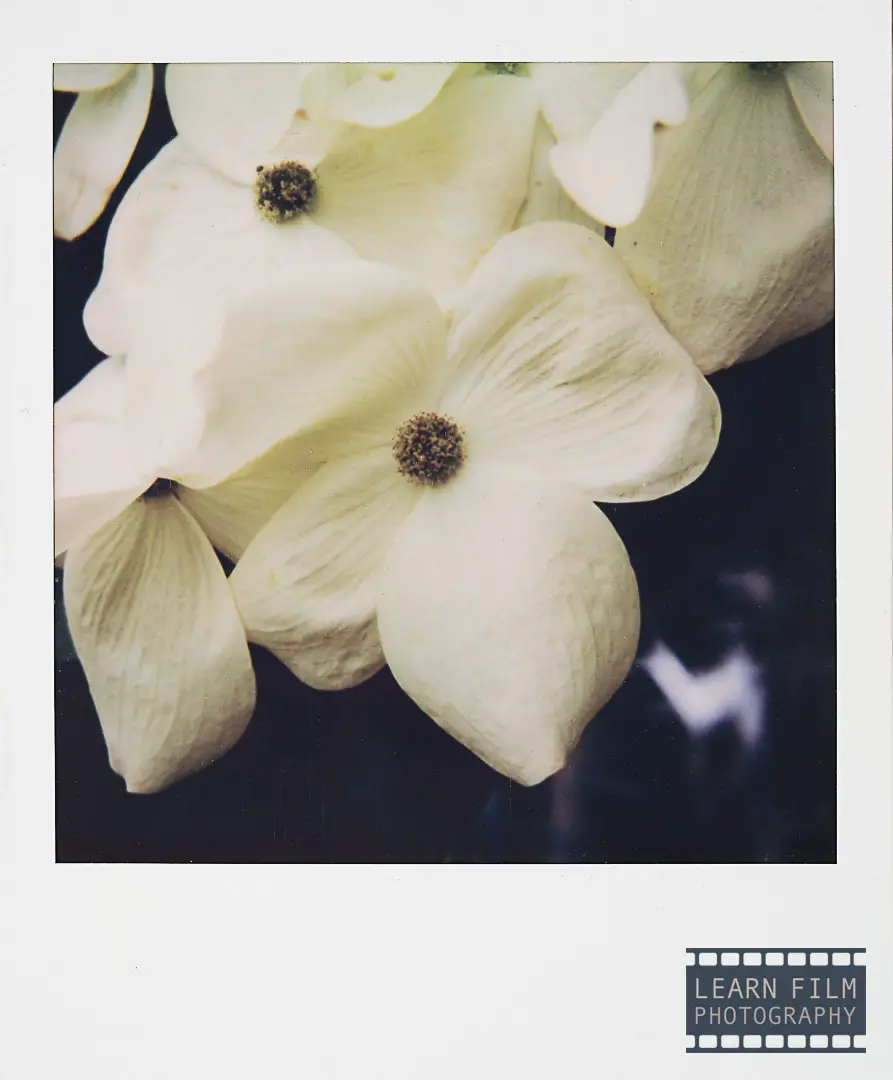 A flower captured on Polaroid