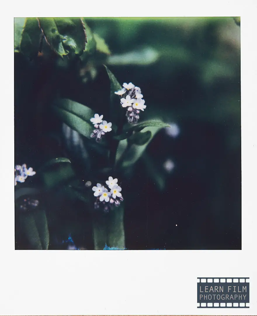 A Polaroid of a wild flower