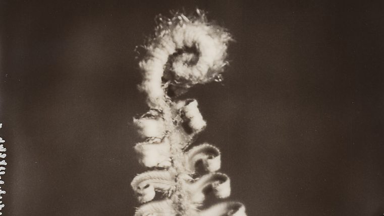 Polaroid image of a fern
