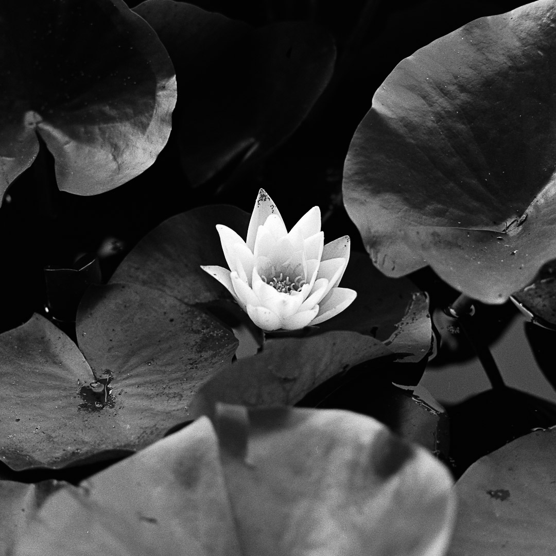 Waterlillies captured on HP5 and developed in Ilfotec DD-X