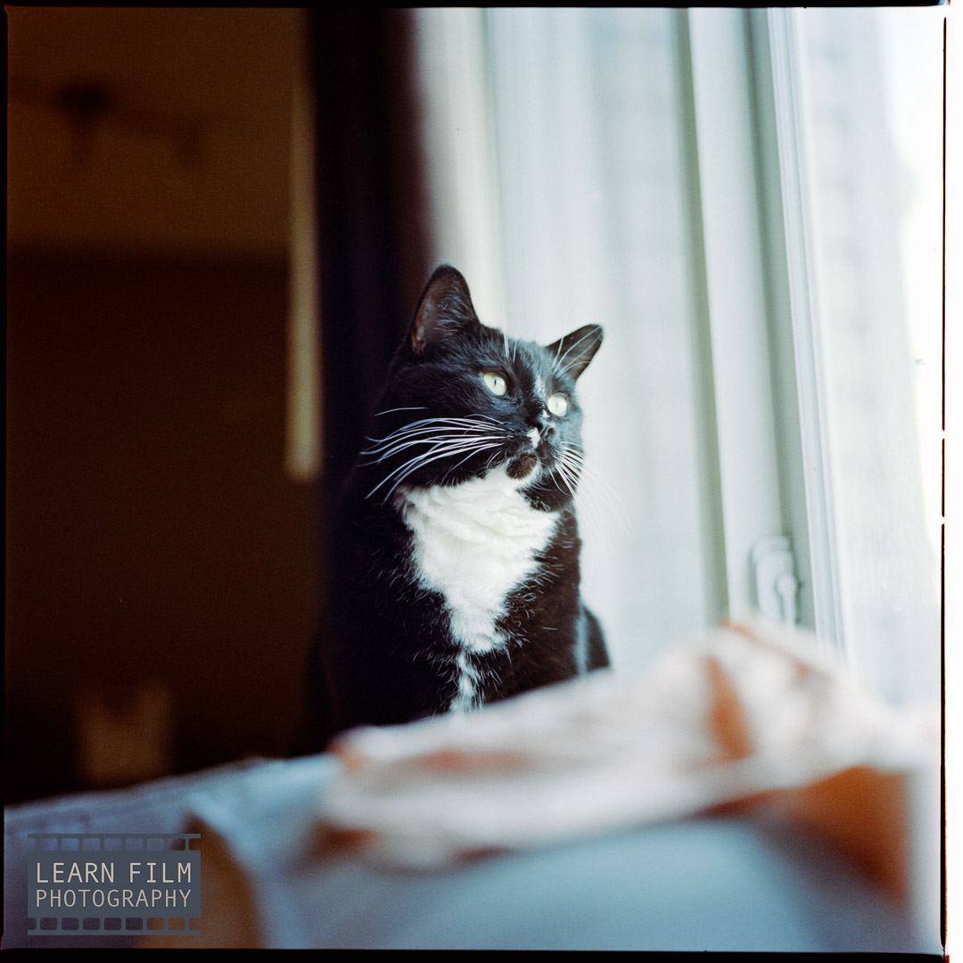 A photo of a black cat captured indoors using window lighting